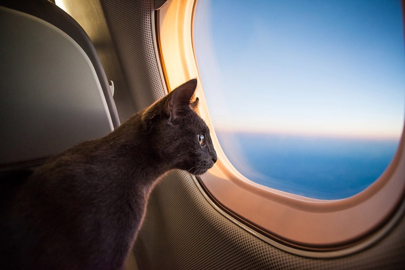Can I Bring My Cat on a Plane? Airlines That Allow It & Policies
