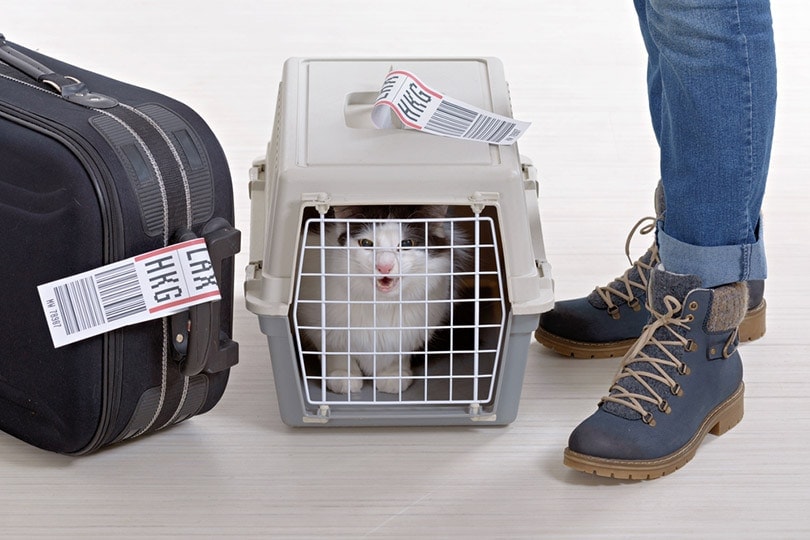 How Much Does It Cost to Ship a Cat? 2026 Price Update