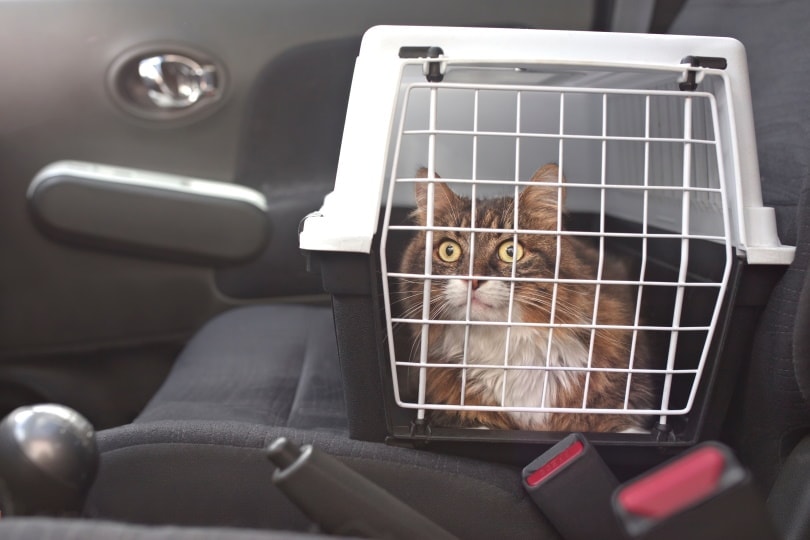 15 Essentials for Road Tripping with a Cat: 2026 Vet-Approved Guide
