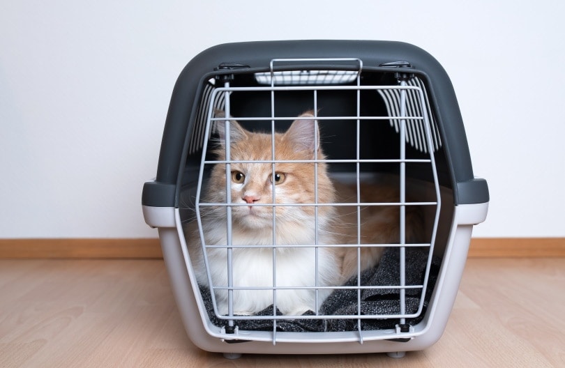 How to Ship a Cat Safely & Humanely: Preparations & Methods