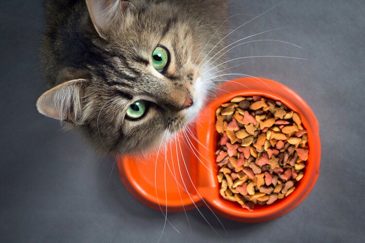 Will a Cat Have Diarrhea After Changing Food? Vet Reviewed Advice