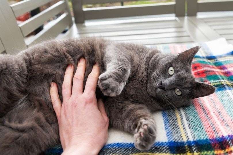 Do Cats Like Belly Rubs? How to Do It the Right Way