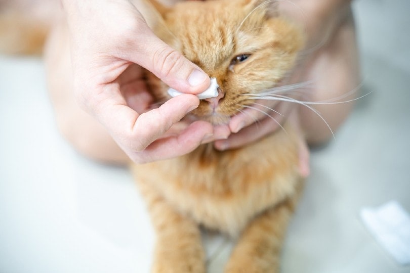 How to Clean a Cat's Nose: 7 Vet-Approved Steps