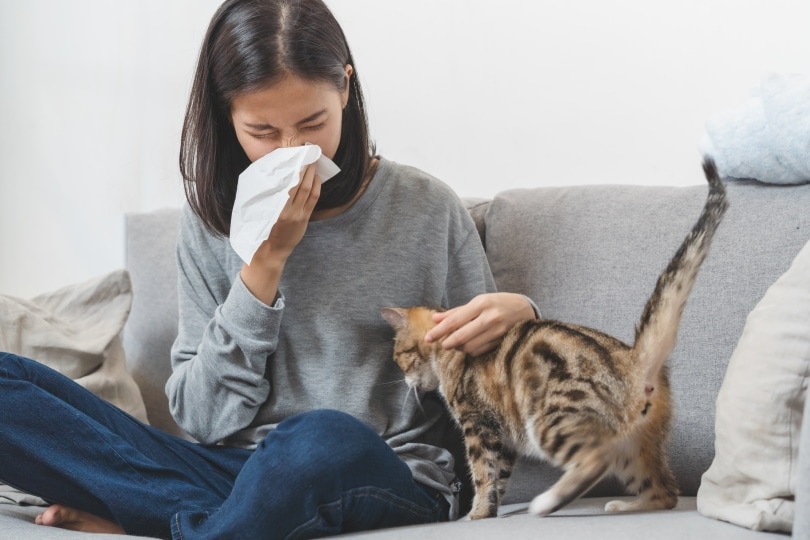Can You Catch a Cold from Your Cat? Vet Approved Facts