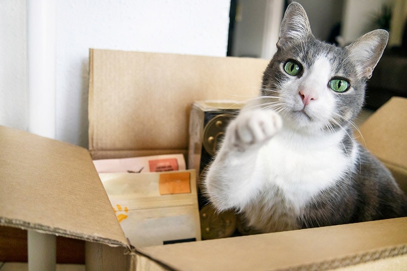 6 Chewy Online Pet Store Alternatives in 2026: Comparisons & Top Picks