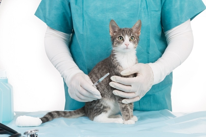 When Is World Rabies Day? 2026 Update & Health Tips (Vet-Verified)
