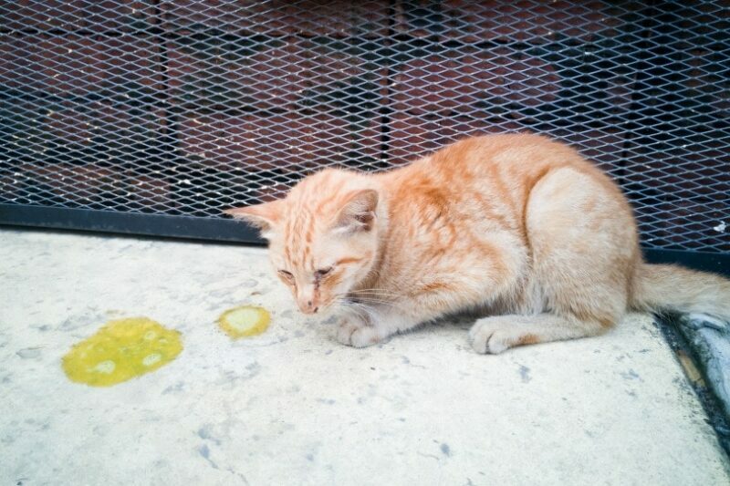 My Cat Just Threw Up, What Do I Do? 5 Vet-Approved Steps