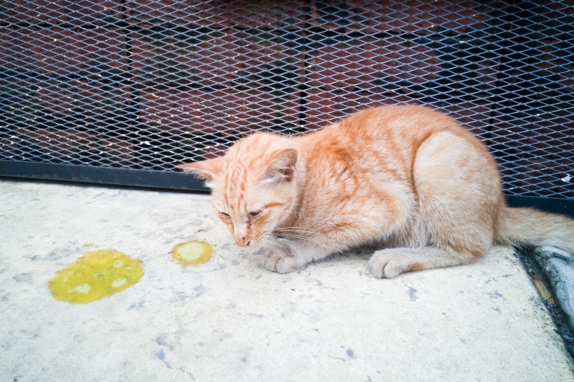 Why Did My Cat Throw Up? 7 Vet-Reviewed Reasons