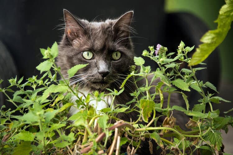 Is It True That Cats Can Get Addicted to Catnip? Feline Facts & FAQ
