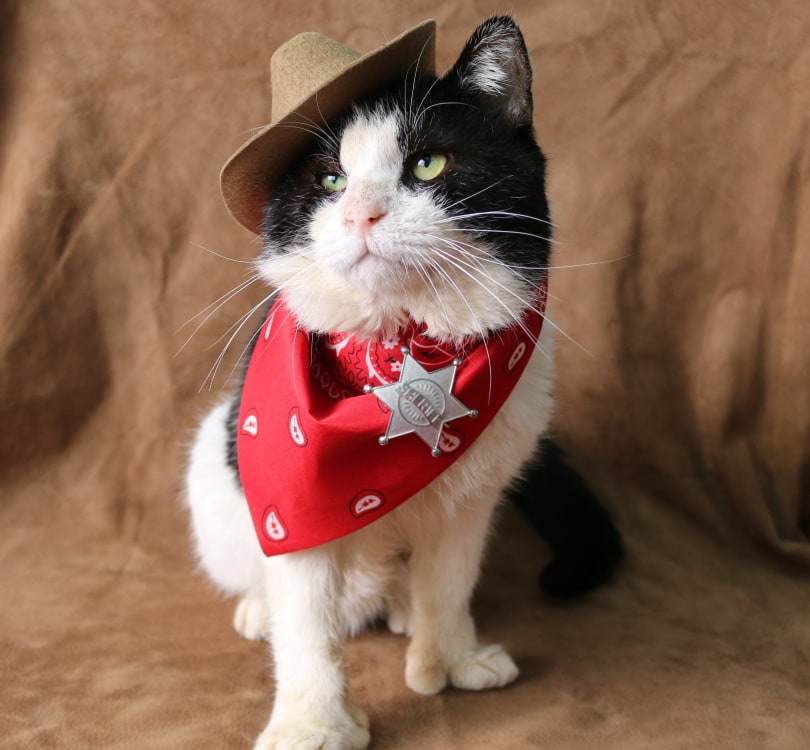 31 Cartoon & Animated Cats: The Best Cat Characters in History