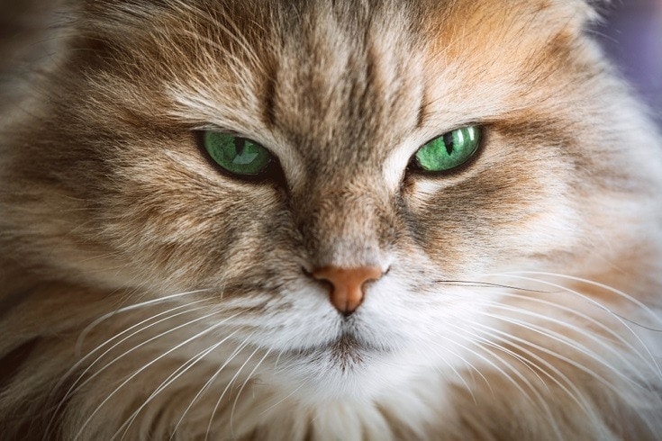 Do Most Cats Have Green Eyes? How Typical It Is & FAQ