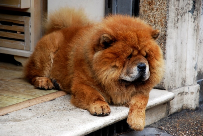 Do Dogs Feel Guilt or Shame? Vet Reviewed Facts & Info
