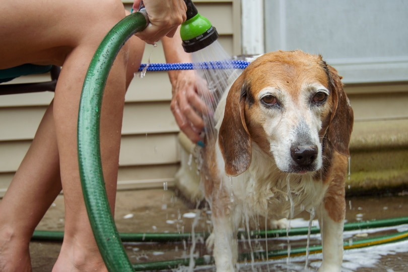 How to Give a Dog a Bath That Hates Baths in 8 Vet-Approved Steps