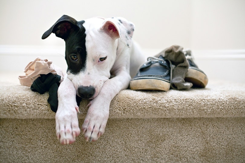 Why Do Dogs Eat Underwear? Vet-Reviewed Risks & Prevention Tips