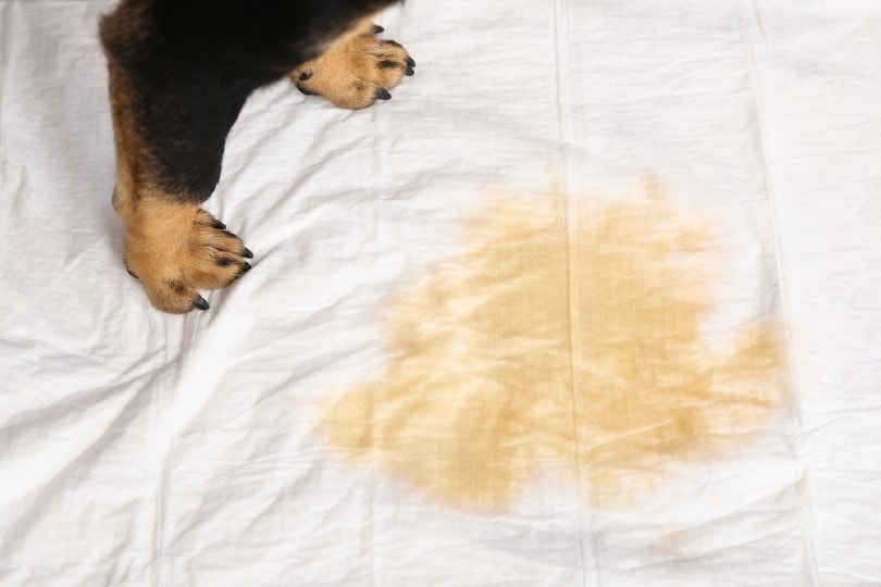 How to Get Dog Pee Smell Out of a Mattress: 5 Expert Tips