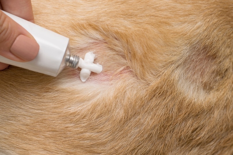 Is Neosporin Safe for Dogs? Vet-Approved Facts & Tips