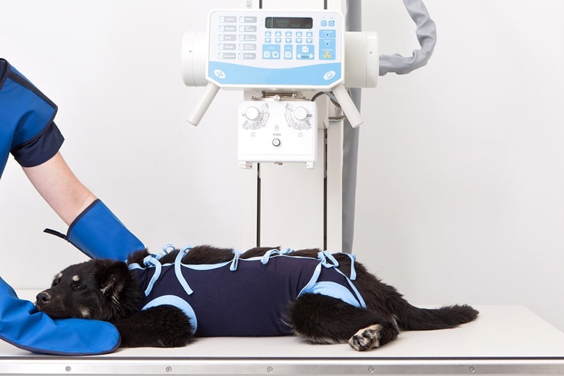 How Much Does a Dog X-Ray Cost? 2026 Update