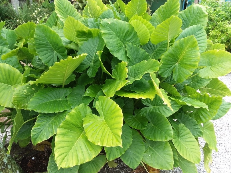 Are Elephant Ears Poisonous to Cats? Vet-Reviewed Info