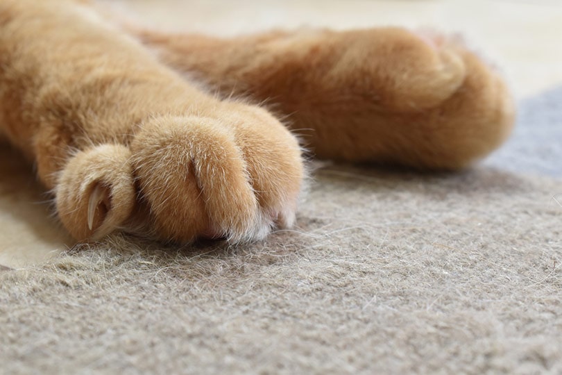 5 Ways to Protect Carpet From Cats: Expert Tips & Tricks
