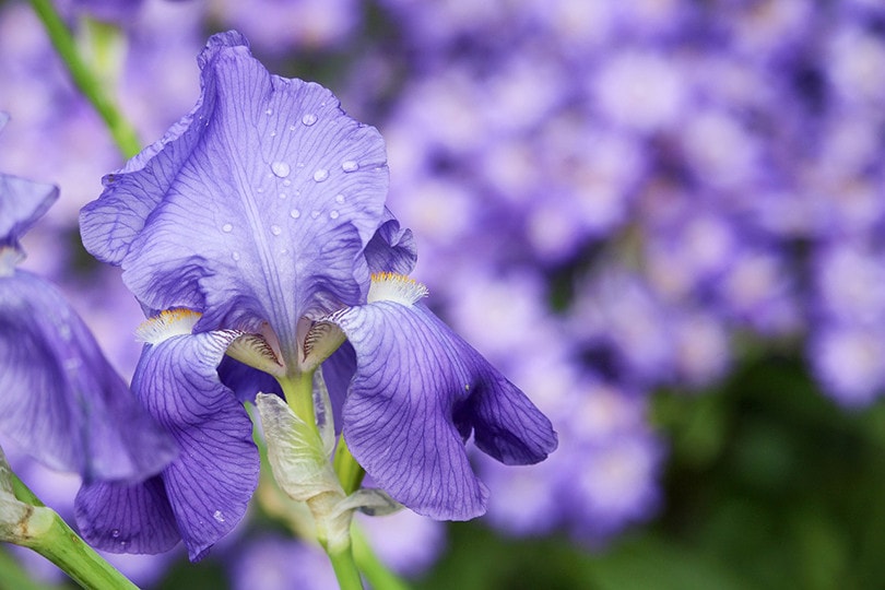 Are Irises Poisonous to Cats? Vet-Verified Facts, Risks & Tips