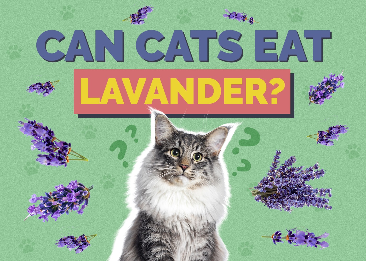 Can Cats Eat Lavender? Vet-Approved Facts & Safety Tips