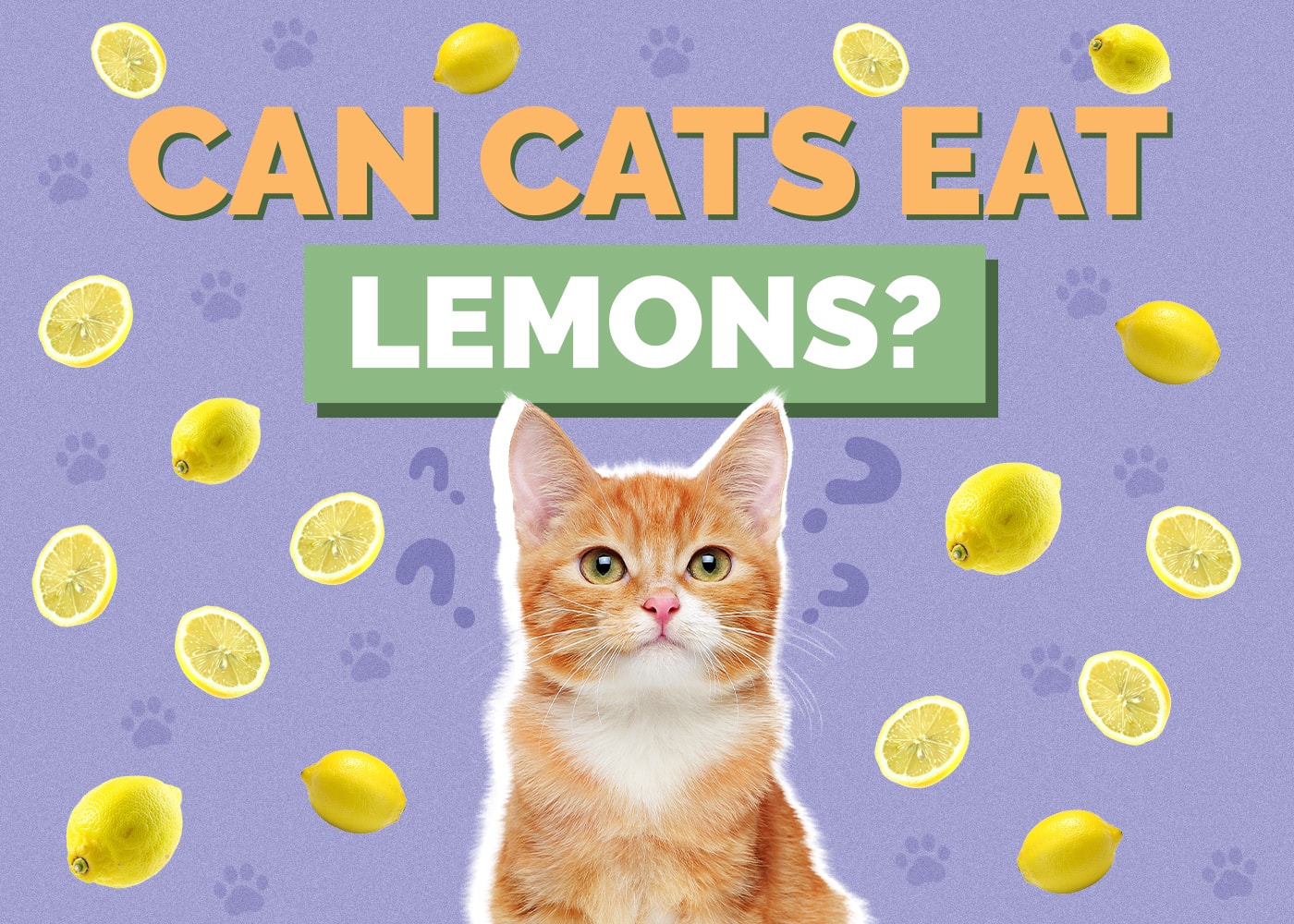 Can Cats Eat Lemons? Vet-Reviewed Safety Facts & FAQ