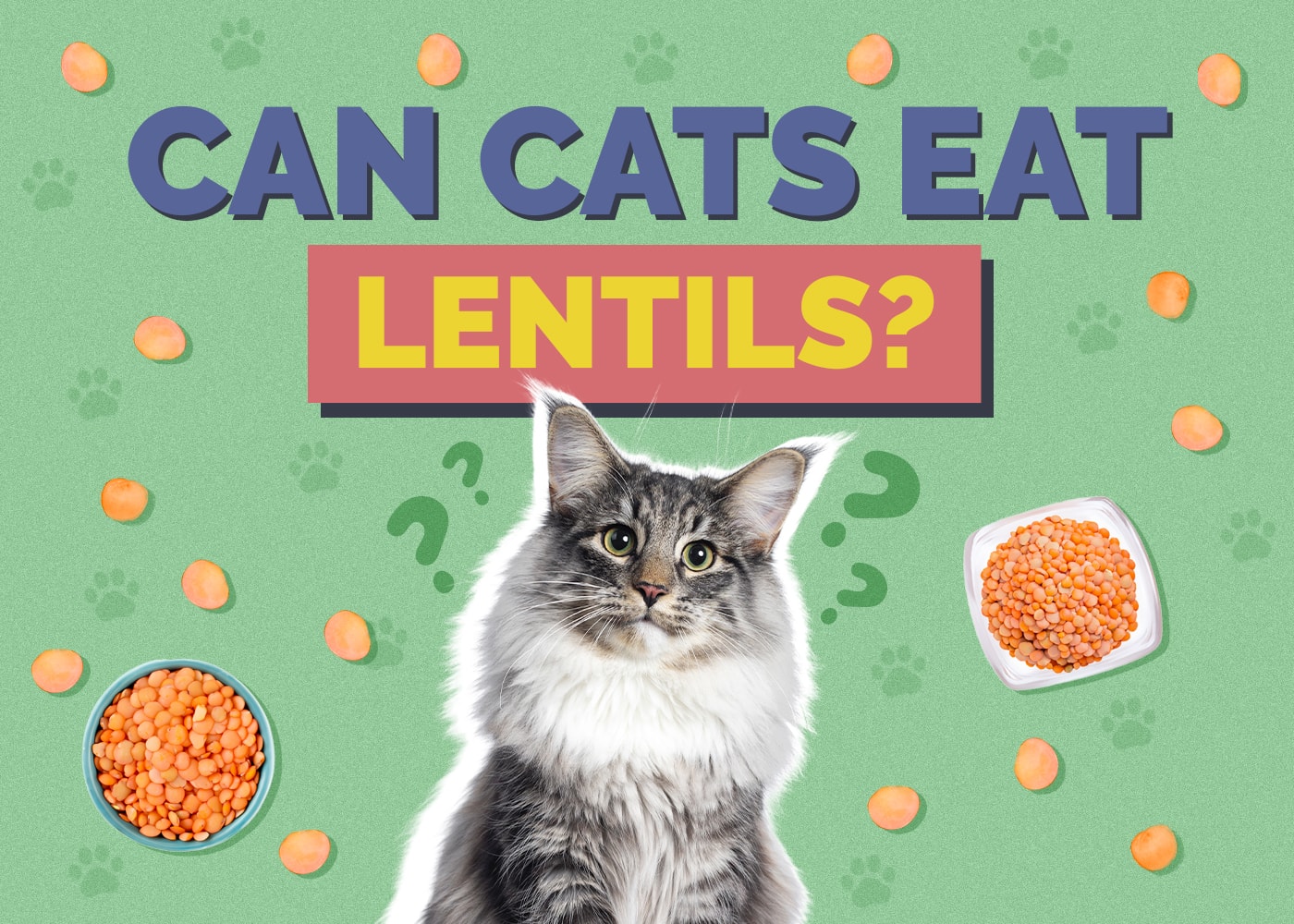Can Cats Eat Lentils? Vet-Reviewed Nutrition Facts & FAQ