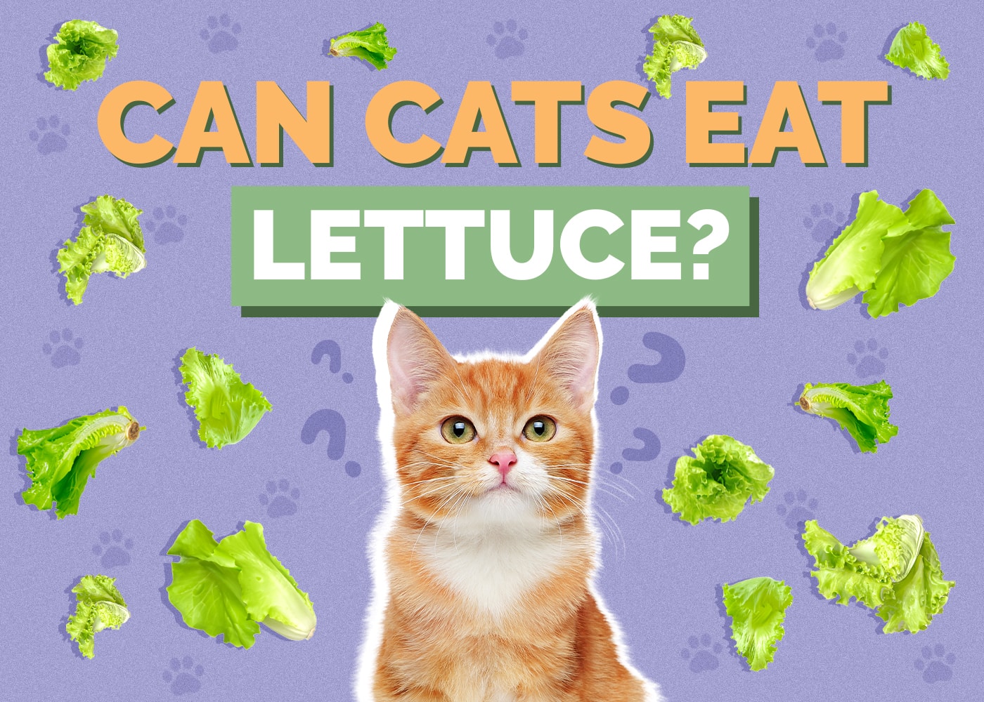 Can Cats Eat Lettuce? Vet-Reviewed Nutrition Facts & FAQ