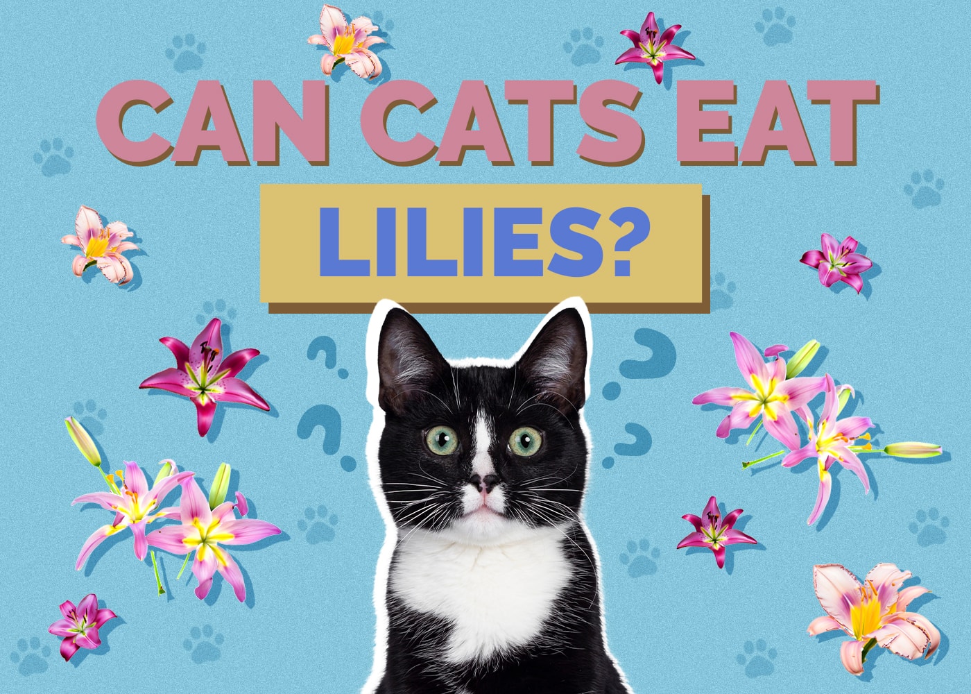 Can Cats Eat Lilies? Vet-Approved Risks & Poison Prevention