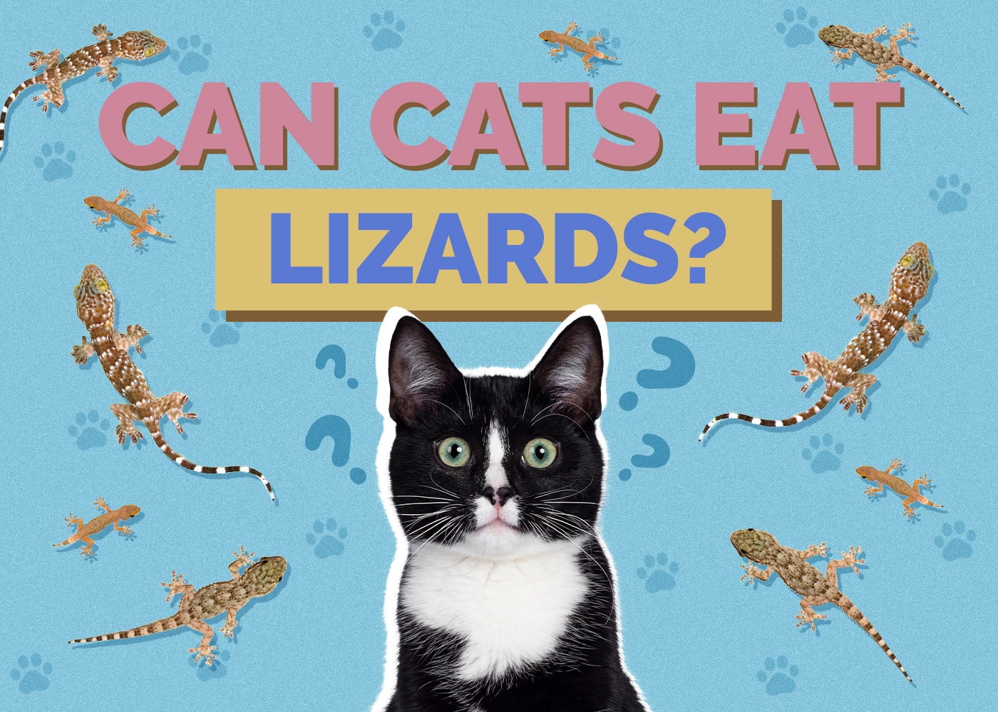 Can Cats Eat Lizards? Safety Facts & FAQ