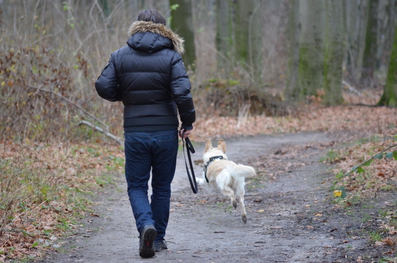My Dog Killed a Cat! 7 Vet-Reviewed Tips on What to Do Next