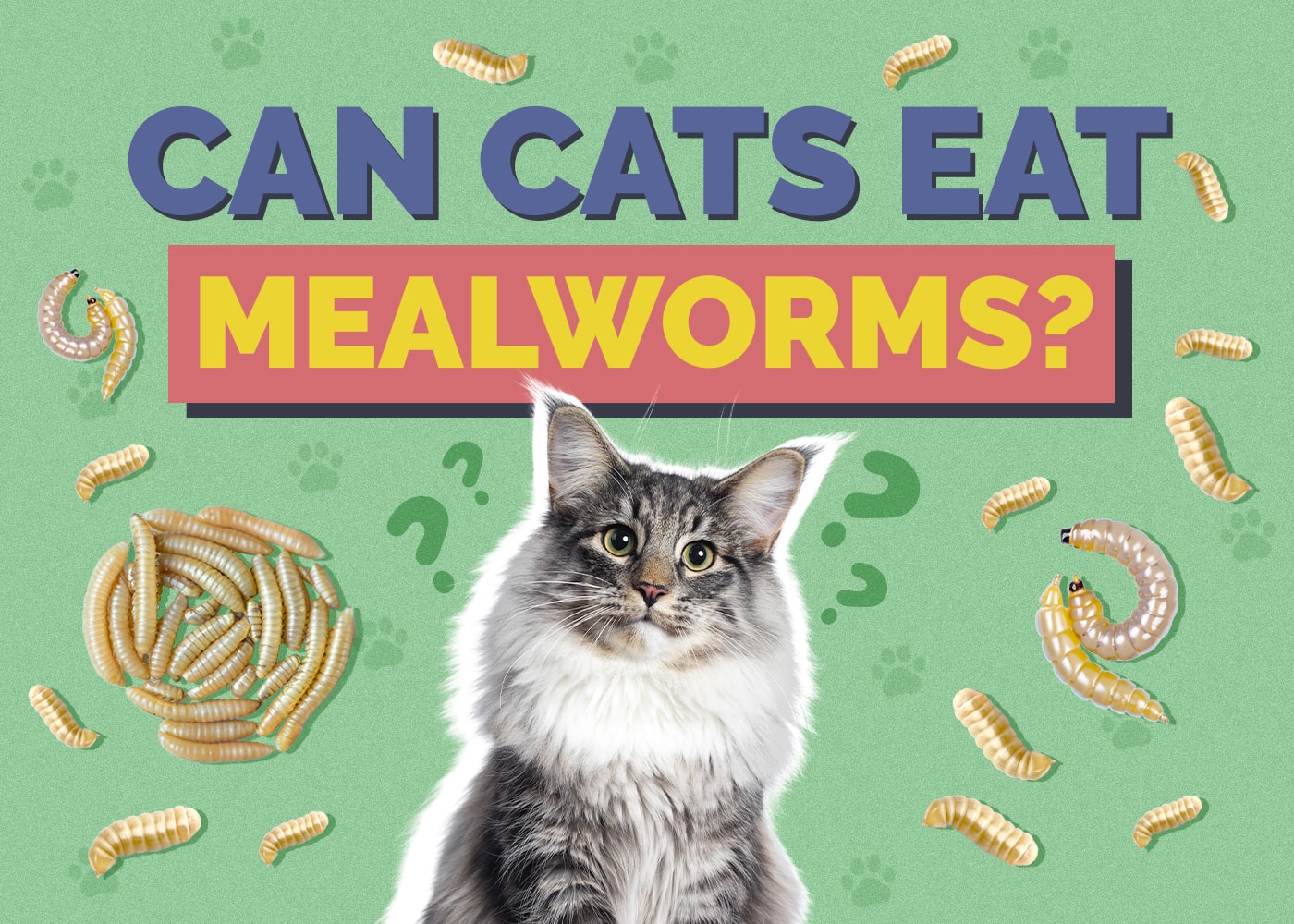 Can Cats Eat Mealworms? Vet Reviewed Nutrition Facts & FAQ