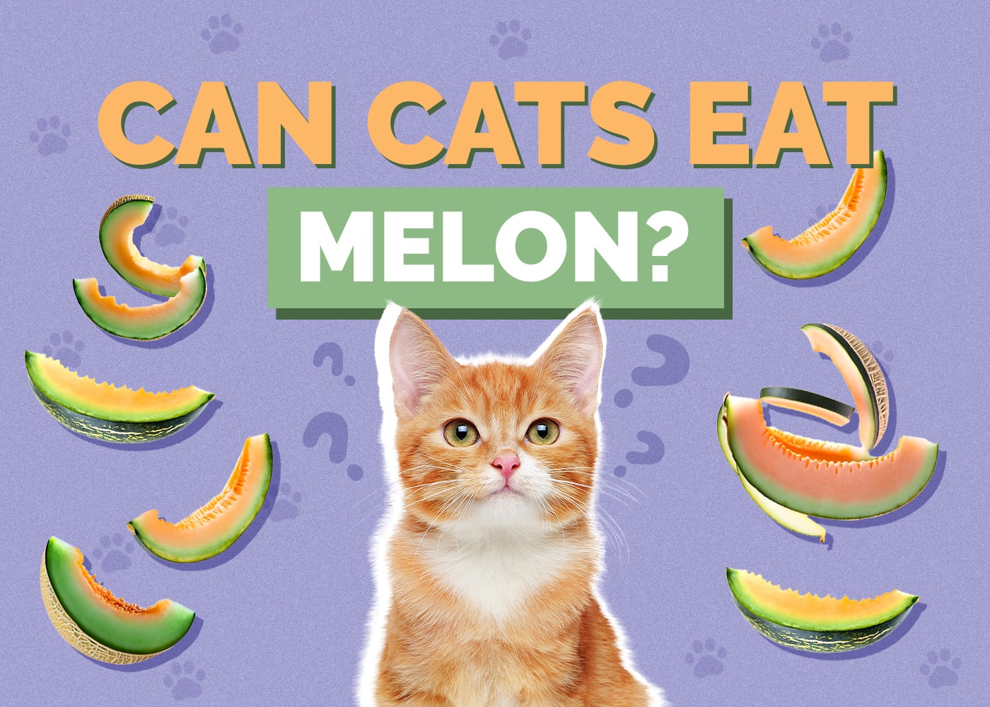 Can Cats Eat Melon? Vet Reviewed Health & Safety Guide