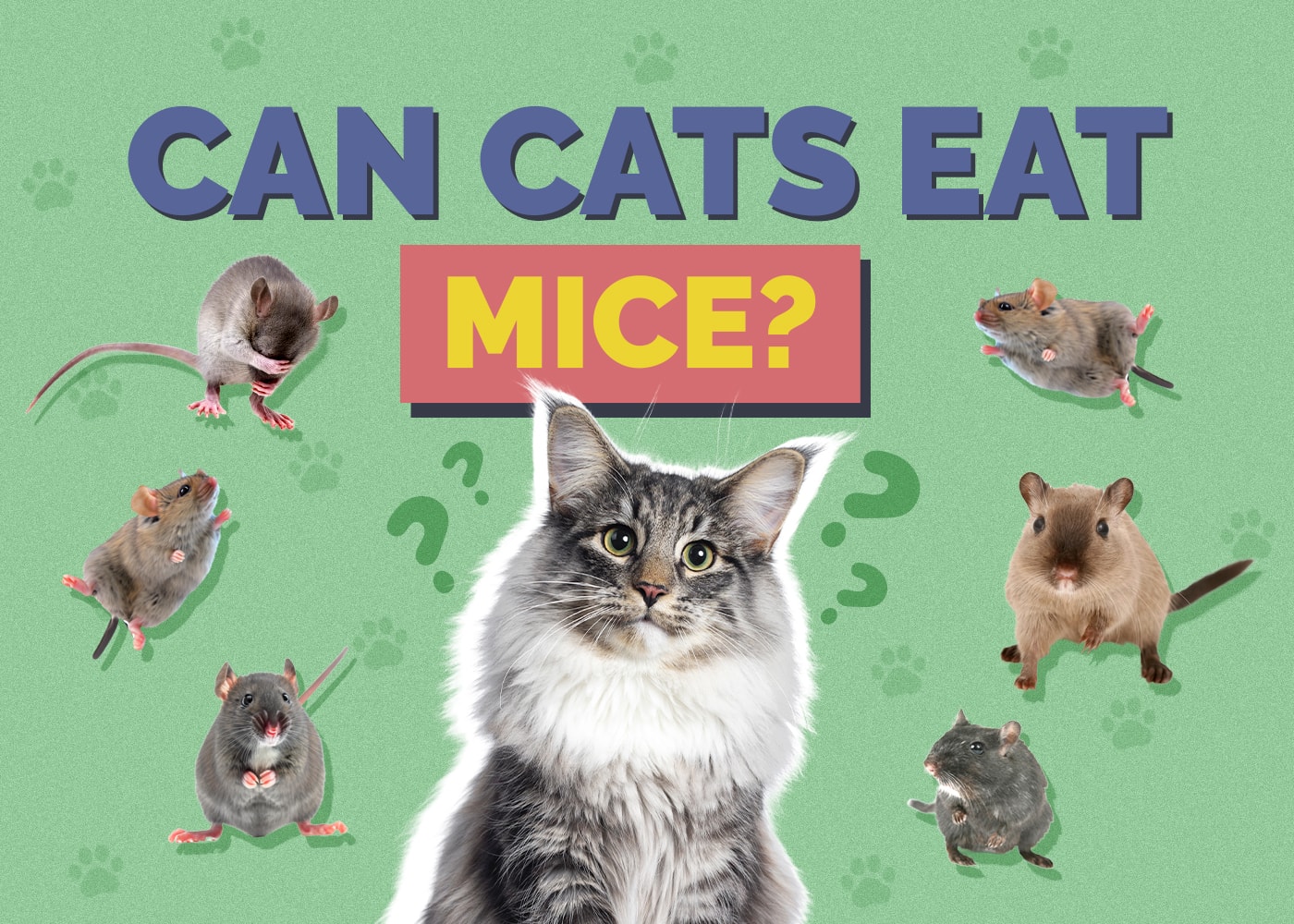 Can Cats Eat Mice? Vet-Reviewed Health Facts