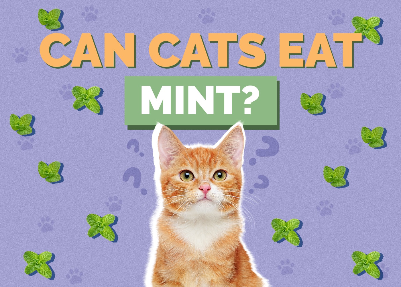 Can Cats Eat Mint? Vet Reviewed Nutrition Facts & FAQ