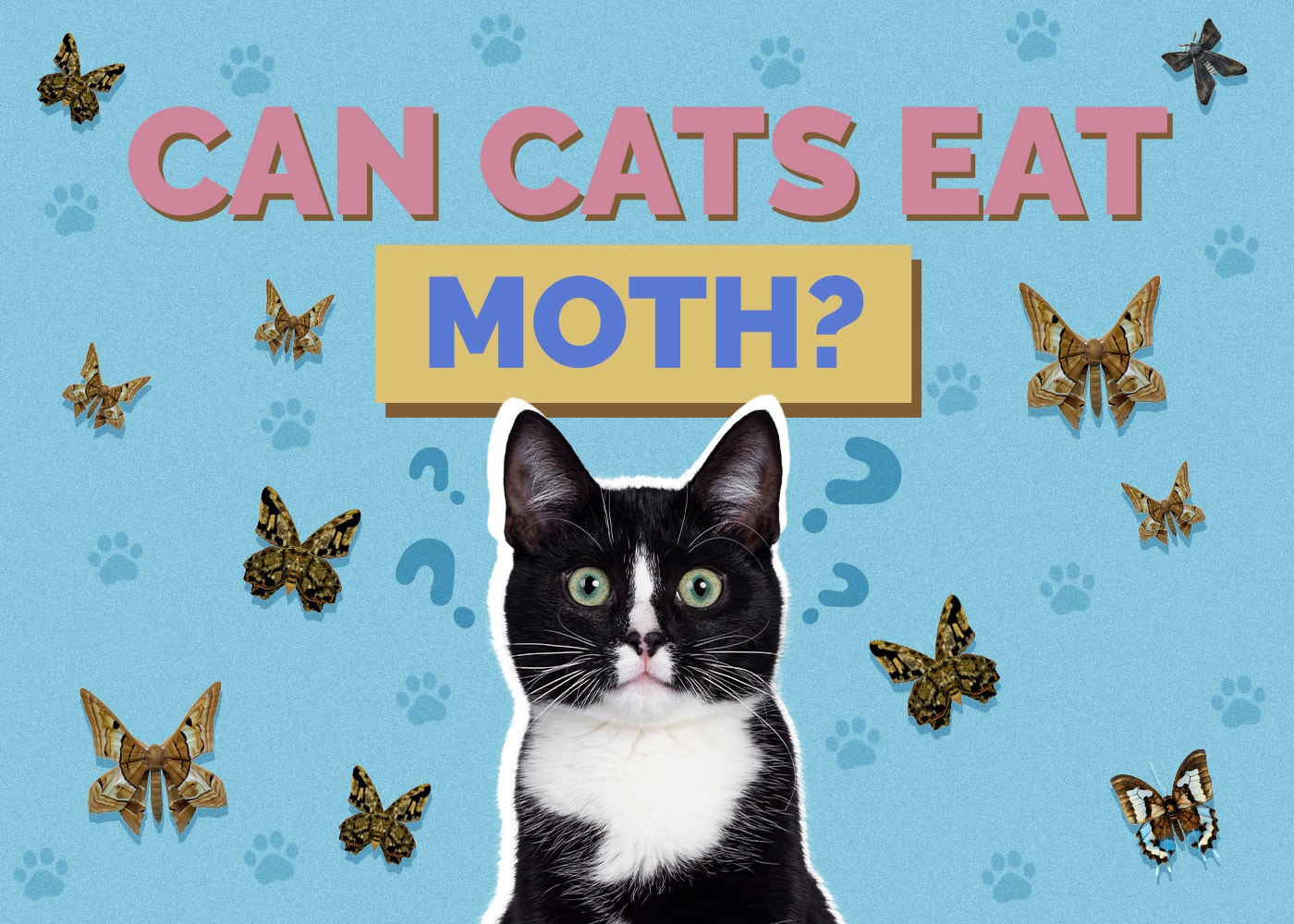 Can Cats Eat Moths? Vet-Reviewed Facts & FAQ