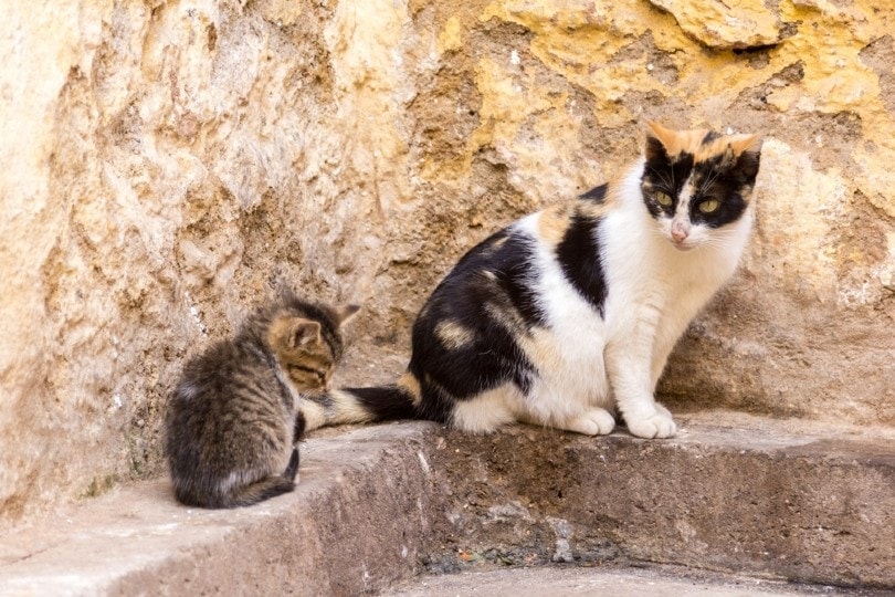 How to Tell if a Mother Cat has Abandoned Her Kittens: 6 Steps