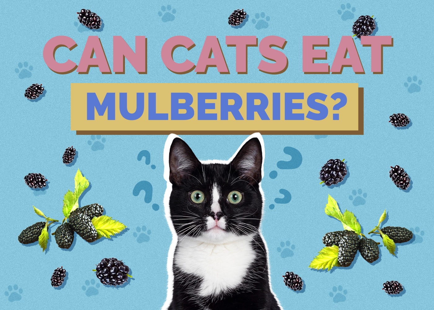 Can Cats Eat Mulberries? Vet-Reviewed Facts & Safety Guide