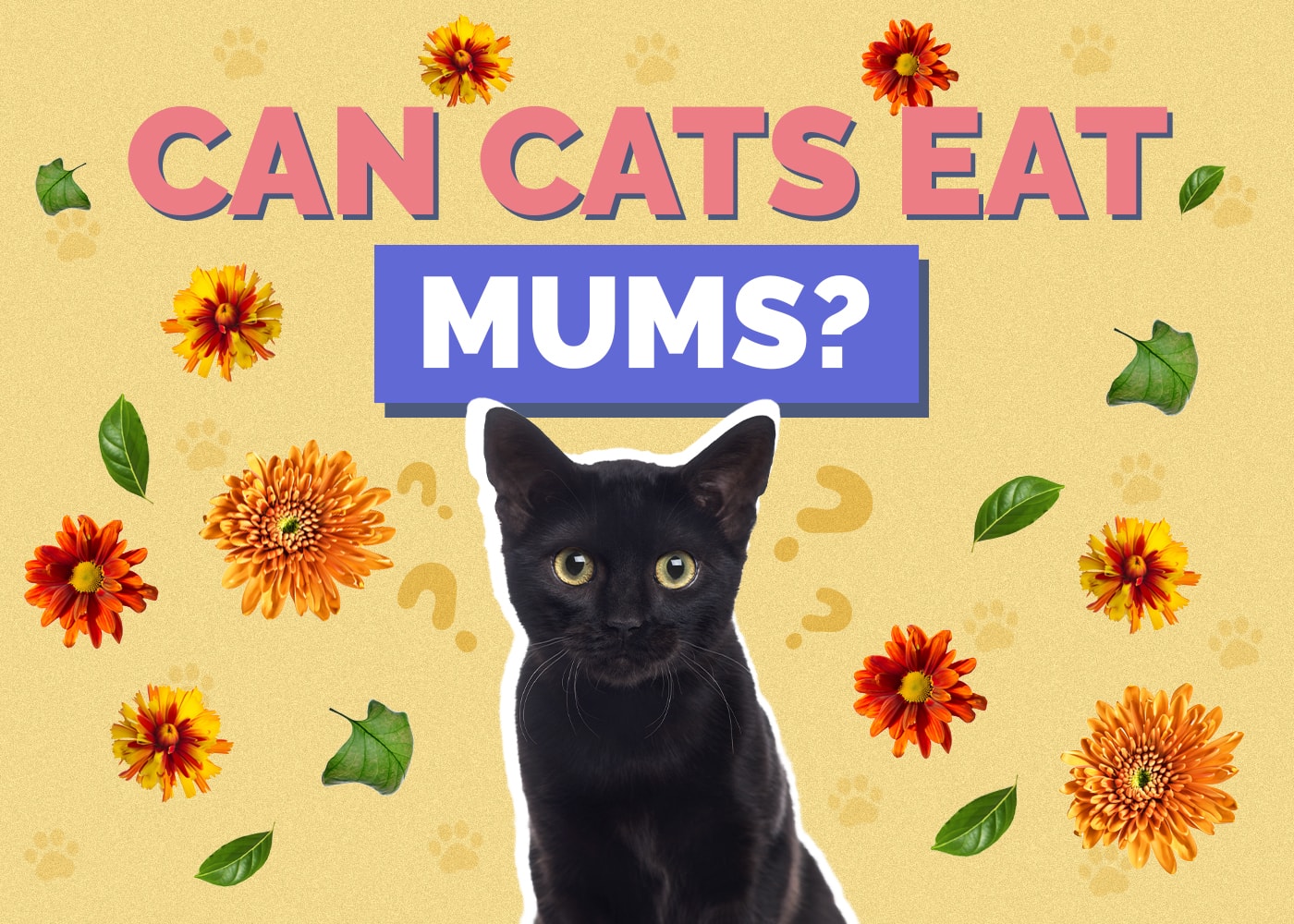 Can Cats Eat Mums? Vet-Reviewed Facts & Safety Guide