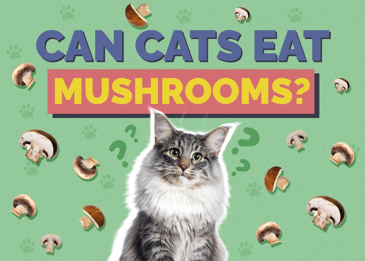 Can Cats Eat Mushrooms? Vet-Approved Health Guide