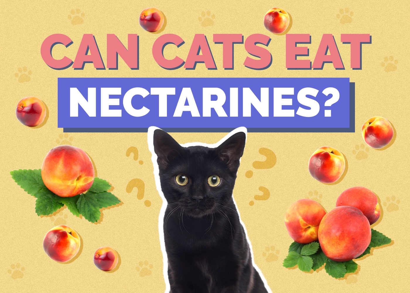 Can Cats Eat Nectarines? Vet Reviewed Nutrition Facts & FAQ