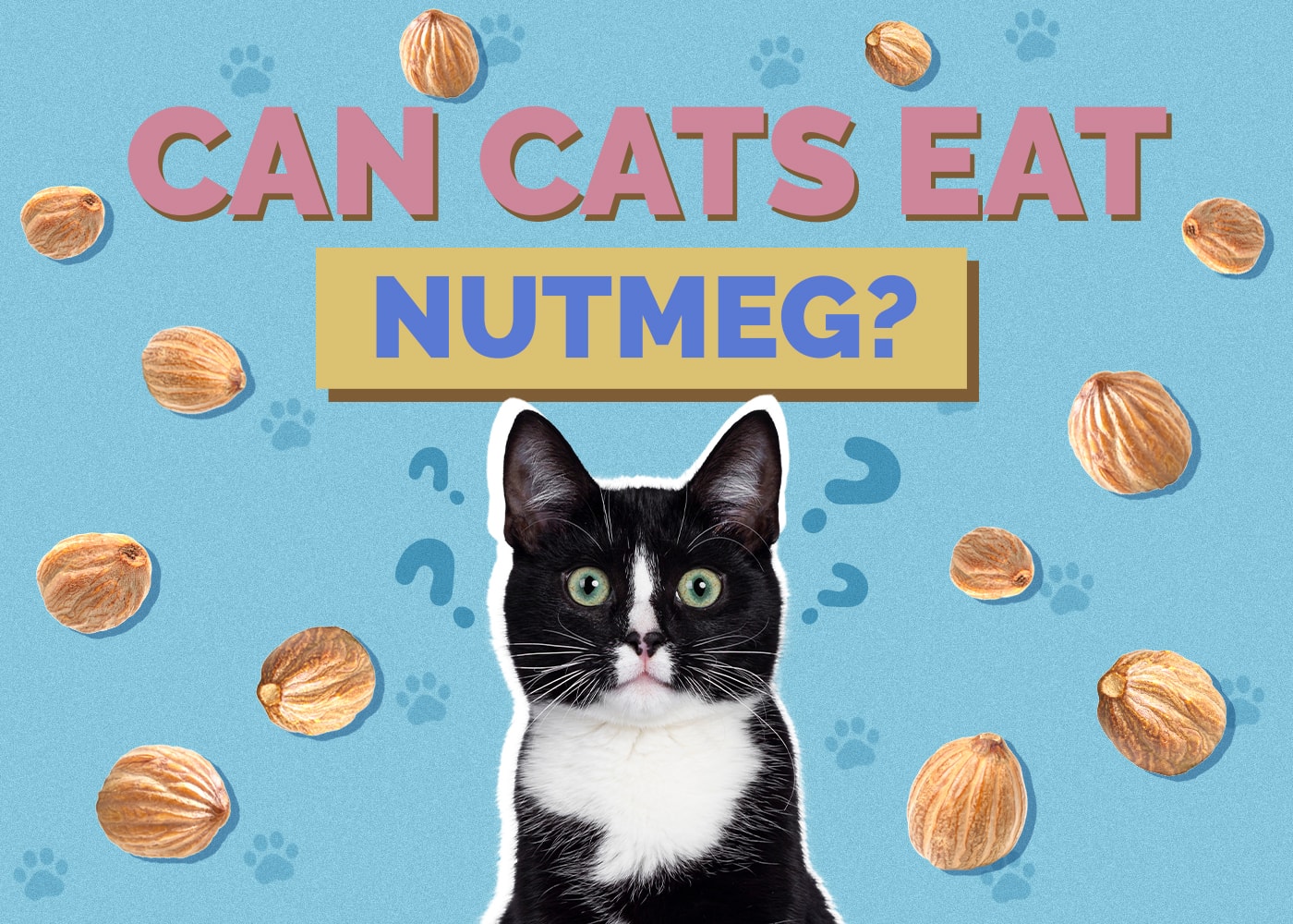 Can Cats Eat Nutmeg? Vet-Reviewed Facts & FAQ