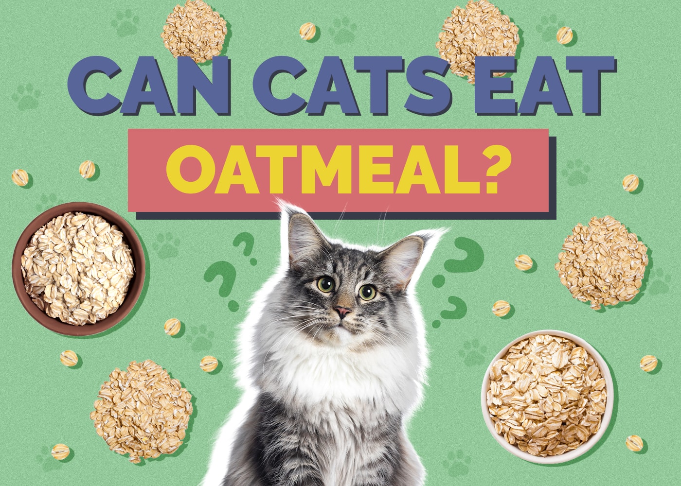 Can Cats Eat Oatmeal? Health & Safety Guide