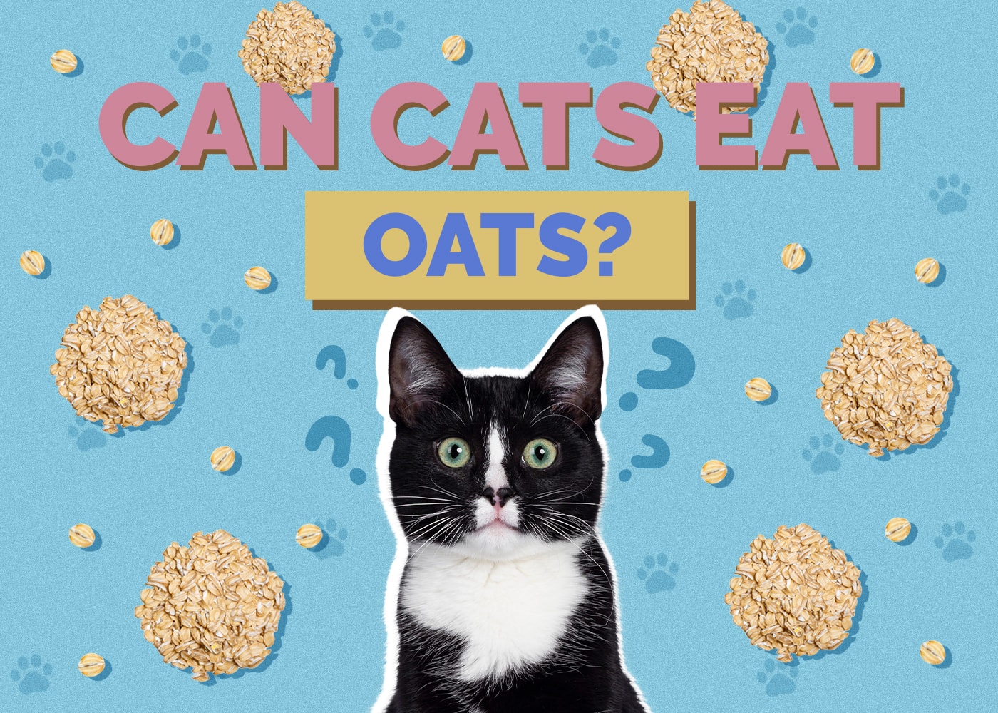 Can Cats Eat Oats? Nutrition Facts & FAQ  (Vet Reviewed)
