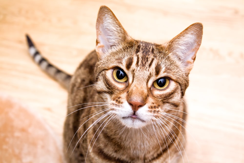 Ocicat,Adult,Cat,Lookin,In,Lens