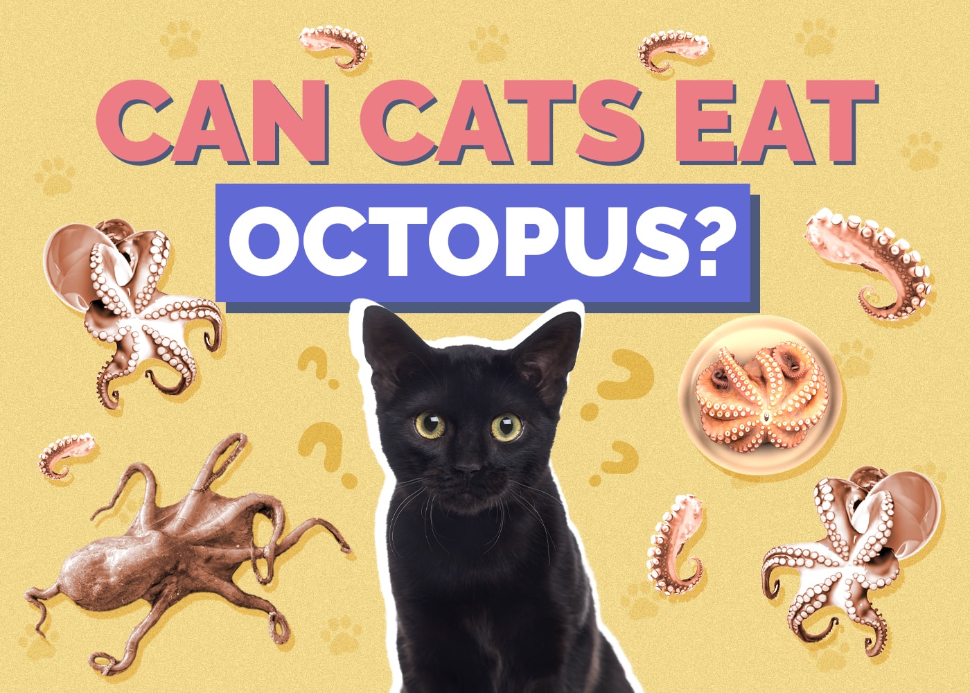 Can Cats Eat Octopus? Vet-Verified Facts & Info