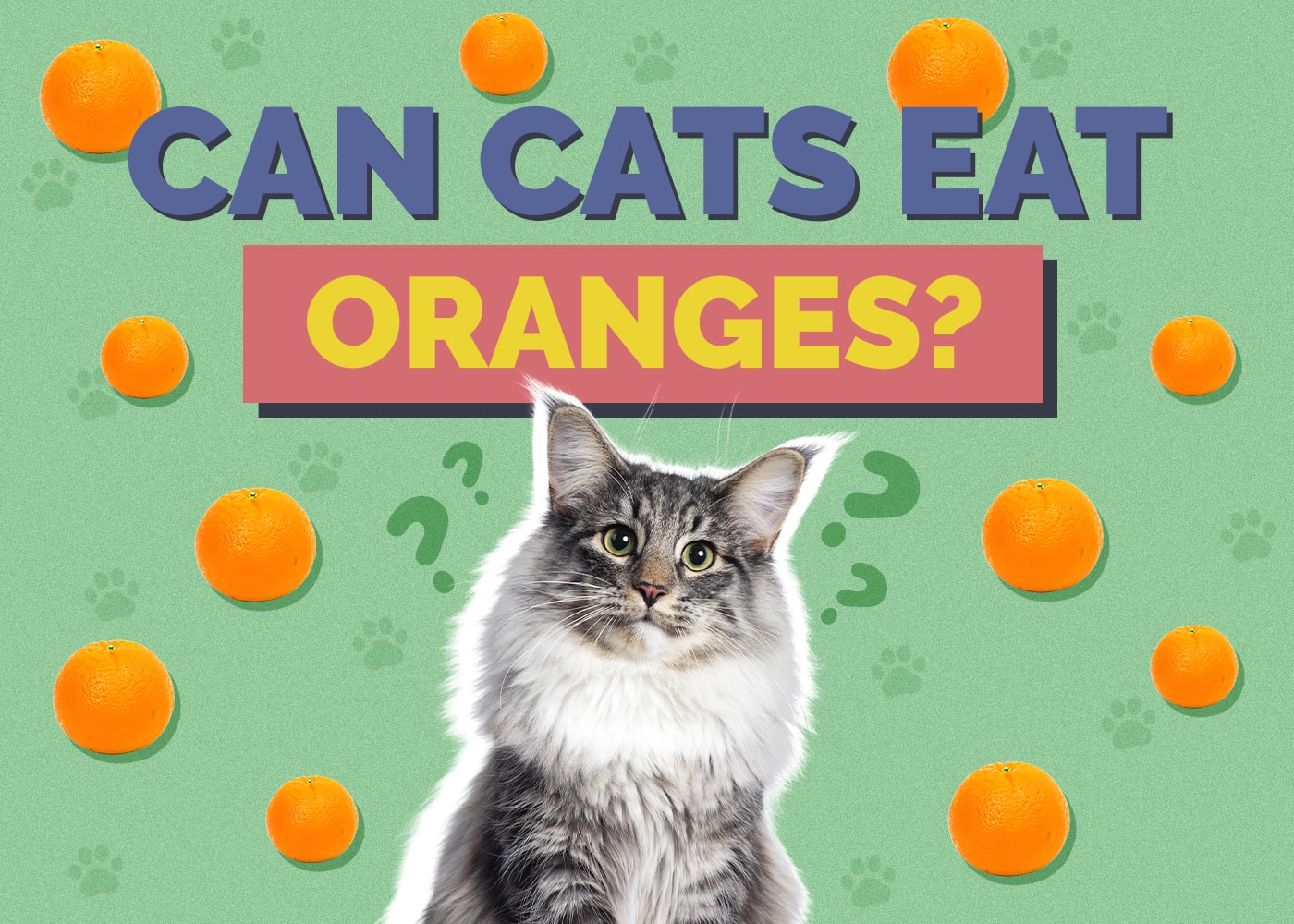 Can Cats Eat Oranges? Vet-Verified Nutrition Facts & Alternatives