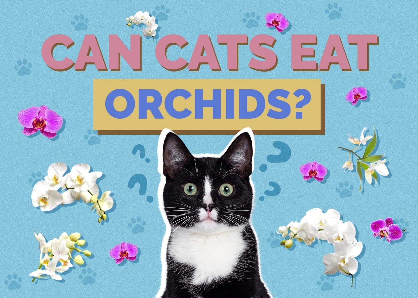 Can Cats Eat Orchids? Vet-Reviewed Health & Safety Guide
