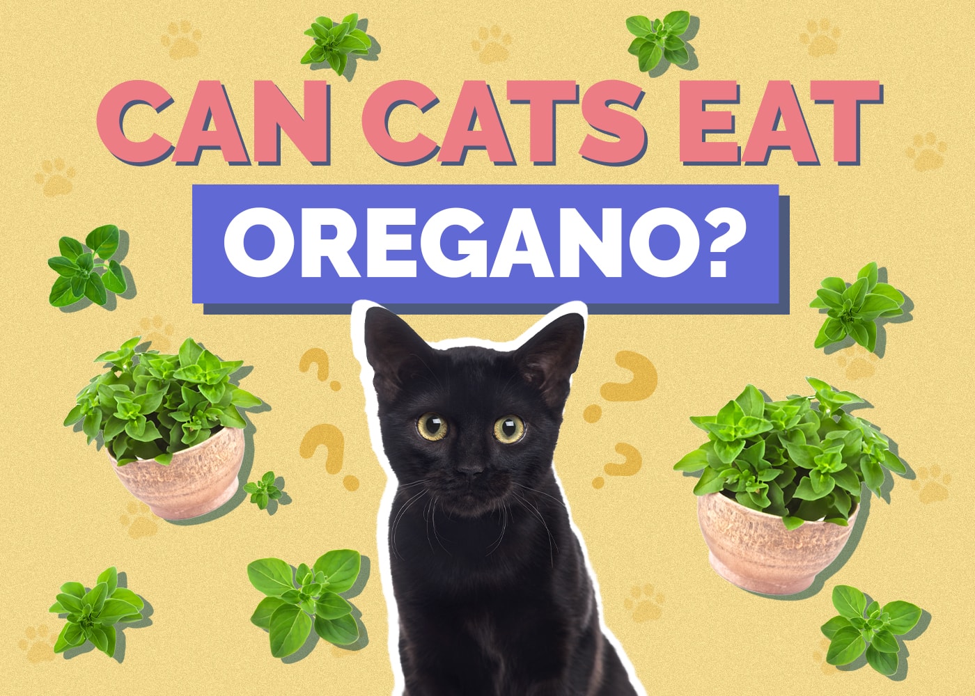 Can Cats Eat Oregano? Nutritional Facts & Safety Tips