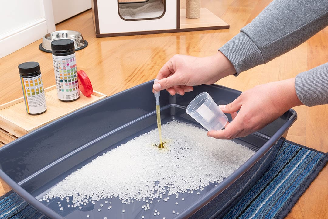 person collecting urine sample from litter box